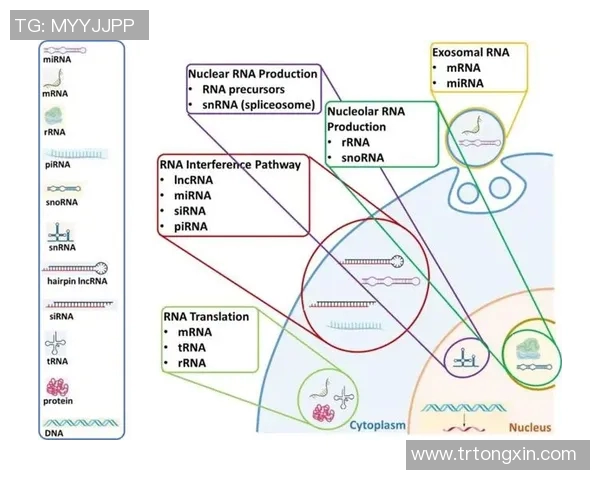 西安排球队阵地战革新探索与实践的深度分析与展望